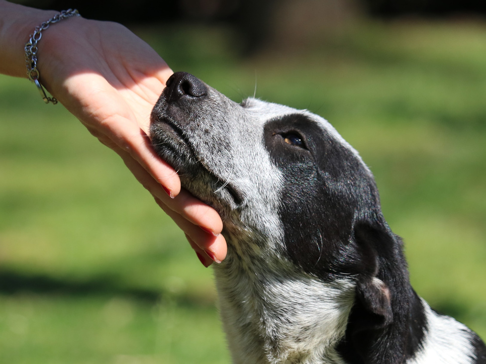 A Person Touching a Dog 