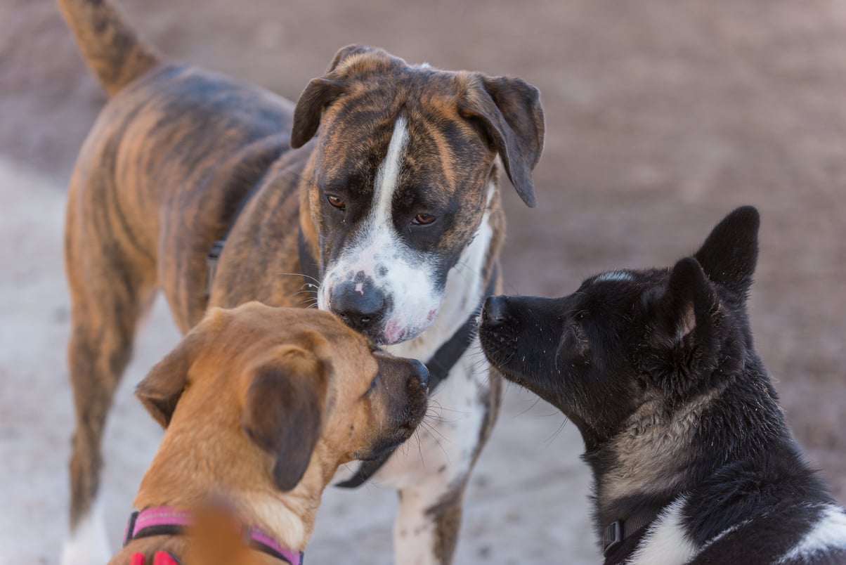 dogs' socializing